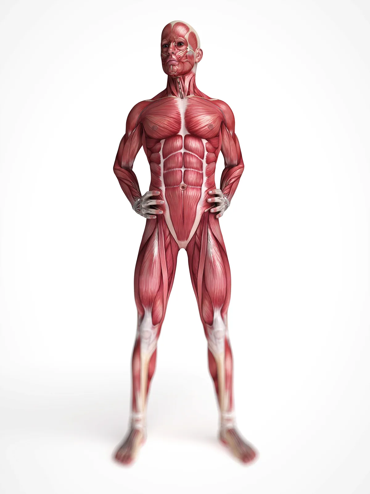 인체 근육 해부 3D 모형 — 도수치료와 물리치료가 다루는 근골격계